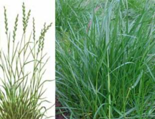 Газонная трава райграс (или райграсс) Газонная трава райграс многолетний